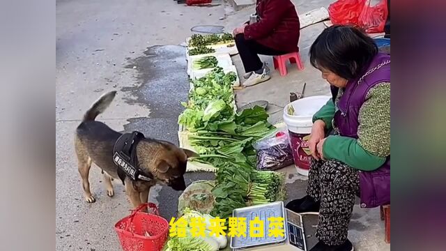 菜市场里搞笑的狗狗,普通话说得特别溜,不佩服都不行