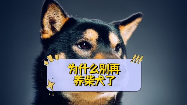 养柴犬的三大缺点?接受不了不要养柴犬!