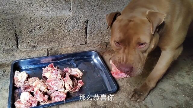 狗吃了会倒地不起的几种食物,养狗注意