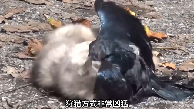 野猫扑倒挑衅的乌鸦,紧紧抓住乌鸦的头部,乌鸦顽强反抗