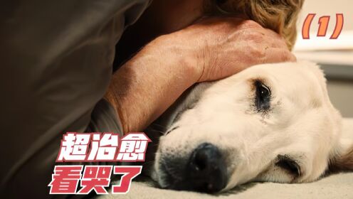 一部超治愈的狗狗电影，结尾把我看哭了，根据真实故事改编（1）