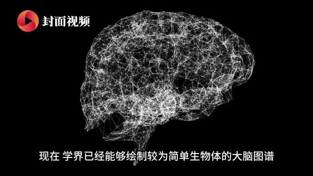 绘制小鼠大脑23%图谱数据量约为珠峰高?谷歌开启5年脑计划