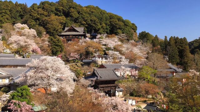 带你游览春天的长谷寺,屋前屋后鲜花盛开,这就是春天的气息吧