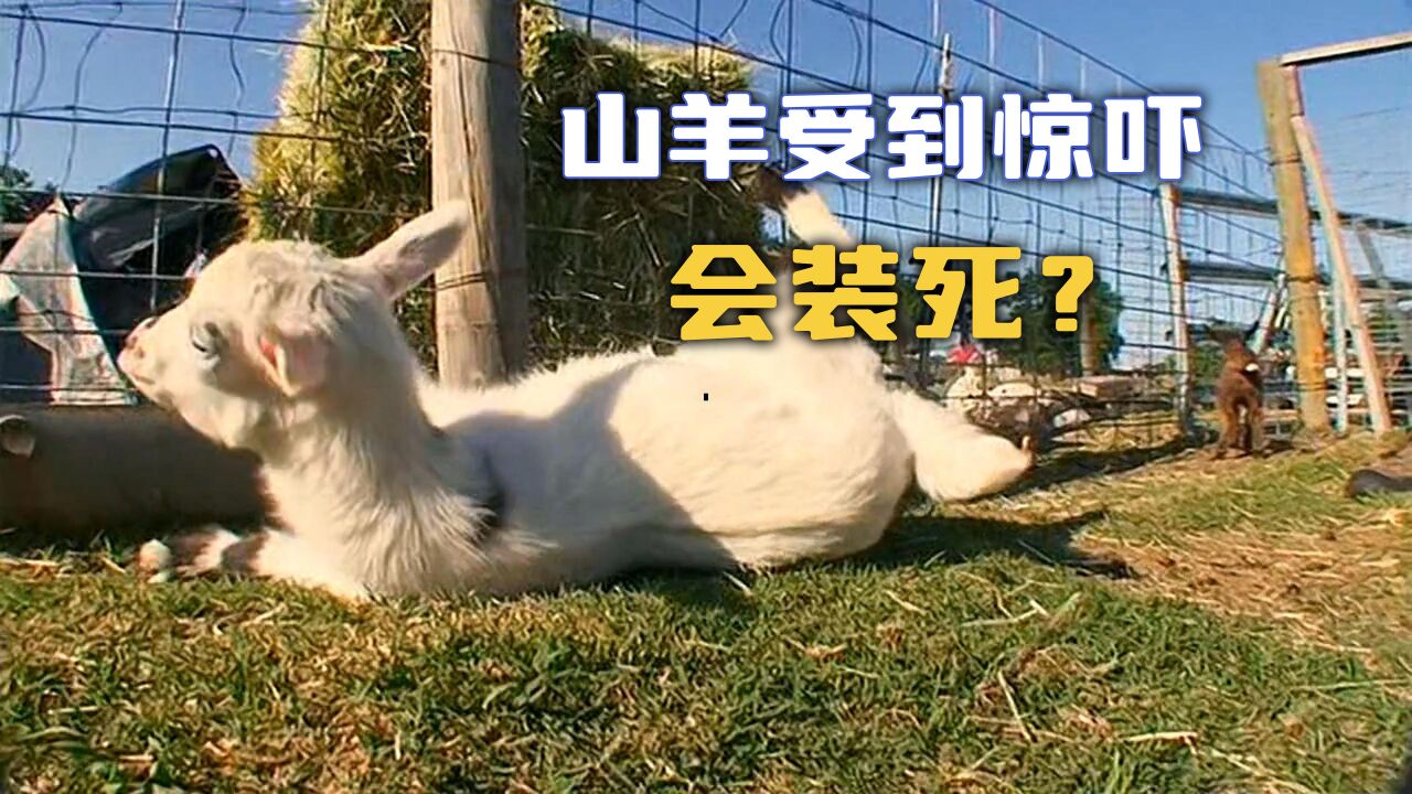 【流言终结者】山羊受到惊吓会装死?