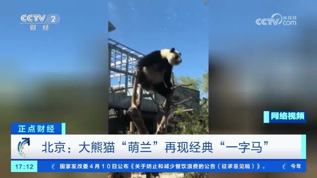 北京:大熊猫“萌兰”再现经典“一字马”