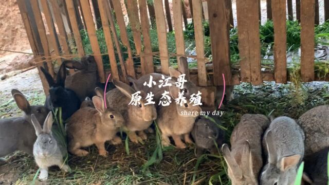 家兔野养会是怎样的结果