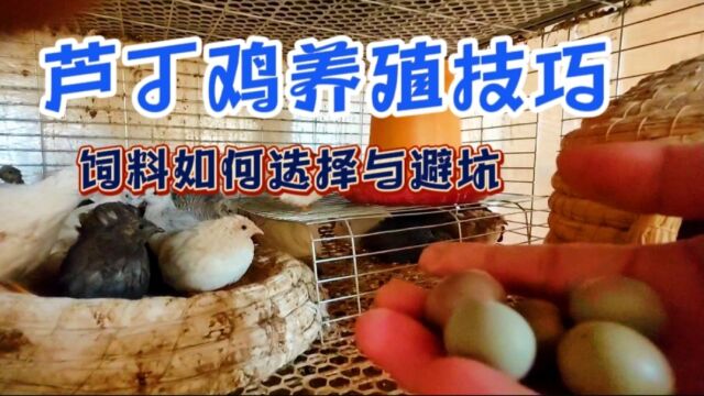 芦丁鸡如何选择饲料?优质发酵中药饲料解决95%以上问题