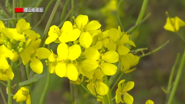 清河镇阳城村:油菜花开满眼春 绿美乡村赏美景