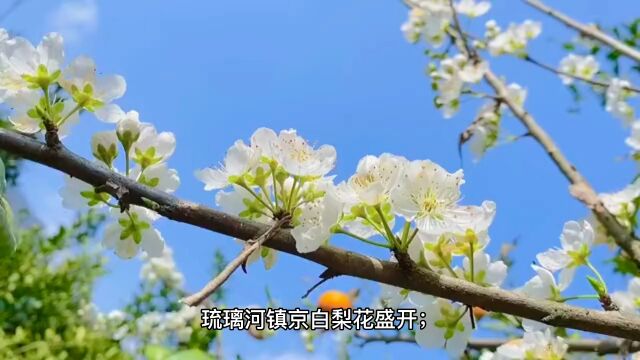 京白梨花盛开