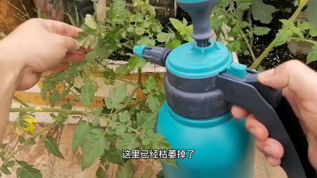 潜叶蝇爆发别怕?大蒜加洗衣粉,轻松搞掂,不用买药还省钱