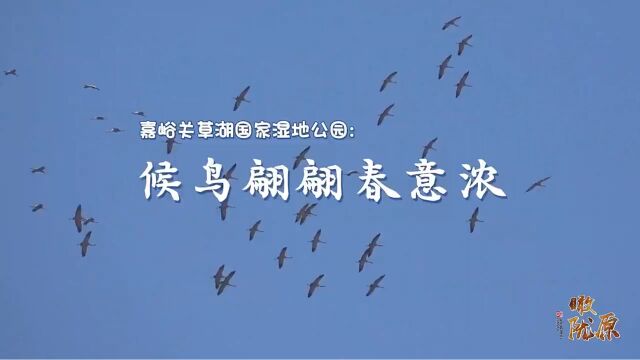 瞰陇原|嘉峪关:候鸟翩翩春意浓