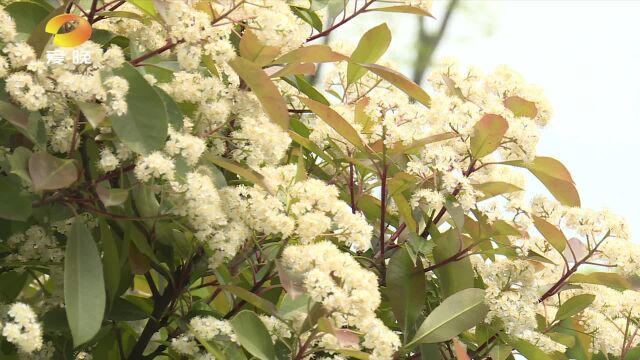 长沙街头石楠花绽放 奇特气味引热议