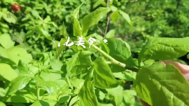 通化味道丨舌尖上的森林美食——刺五加