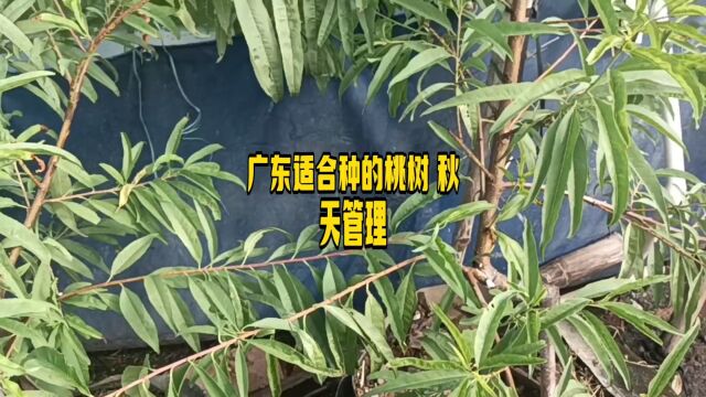 广东适合种的桃树 秋天管理