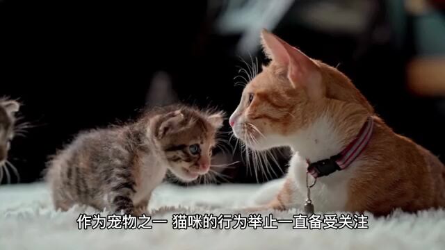 猫咪为什么爱舔主人?