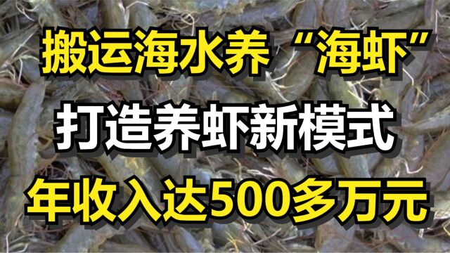 搬运海水养“海虾”,打造养虾新模式,年收入达500多万元!