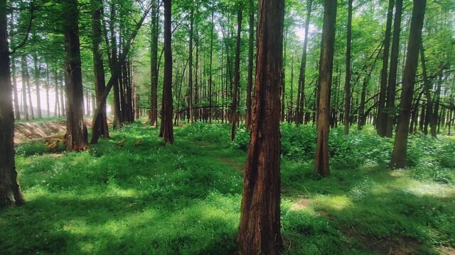 河南鲁山:网红杉树林即将消失,一群家鸡林中悠闲觅食