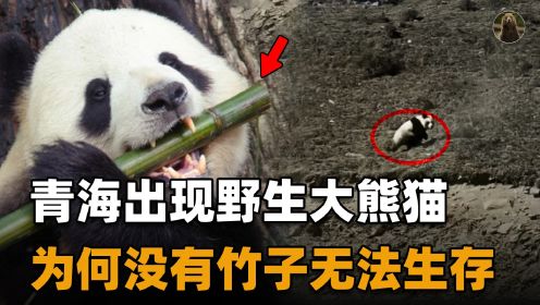 青海拍到野生大熊猫？长不出竹子的地方，大熊猫真的能生存吗？