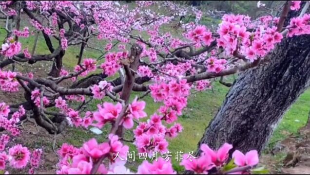 唐ⷧ™𝥱…易《大林寺桃花》