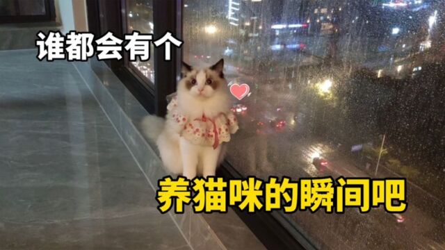 布偶猫的生活3:谁都会有个想养猫咪的瞬间吧!