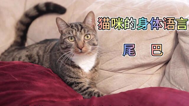 猫咪的身体语言之尾巴