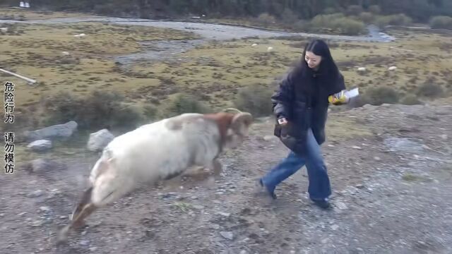 盘点猝不及防的摔跤名场面.