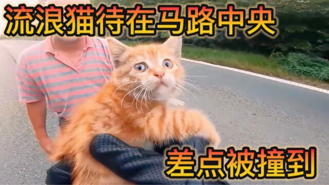 马路中的流浪猫