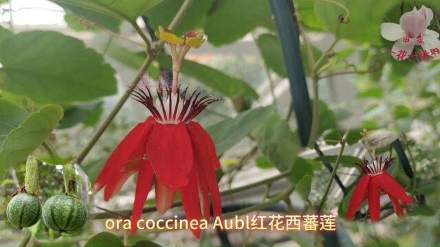 Passiflora coccinea Aubl红花西蕃莲