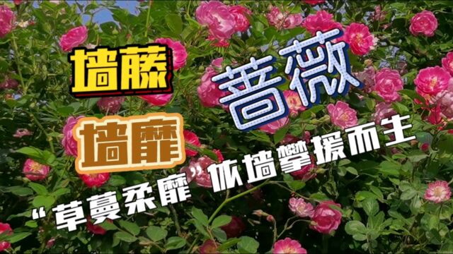 蔷薇“藤身丛生,茎青多刺”,依附墙体等物而向上攀缘,故最初称蔷薇为“墙靡”“墙蘼”.