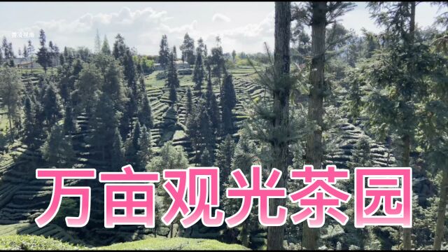 23年3月底,在四川雅安名山红星镇万亩观光茶园见到的场景(1)