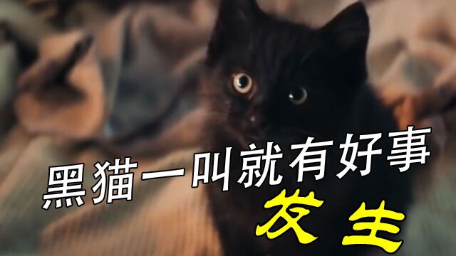 黑猫会带来厄运?老头执意要养,没想到反正成了好事!