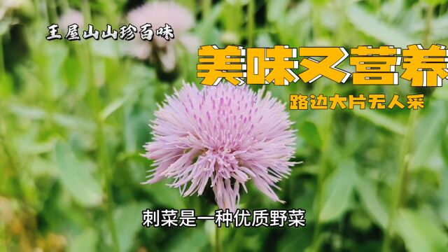 山珍野味之刺儿菜,美味又营养,路边大片无人采