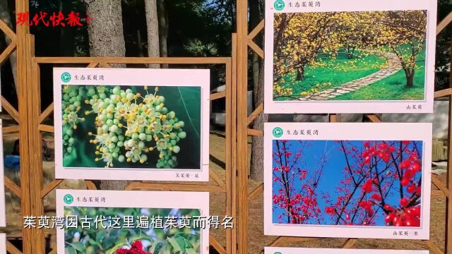 “遍插茱萸”过重阳,扬州运河边有全国最大观赏“茱萸林”