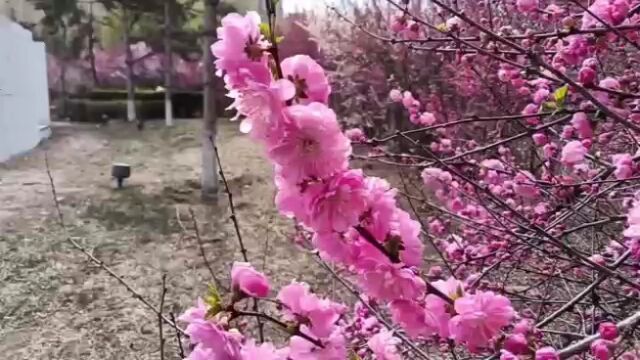 如果用一句话概括雨花斋的话,我认为应当这样回答(03)