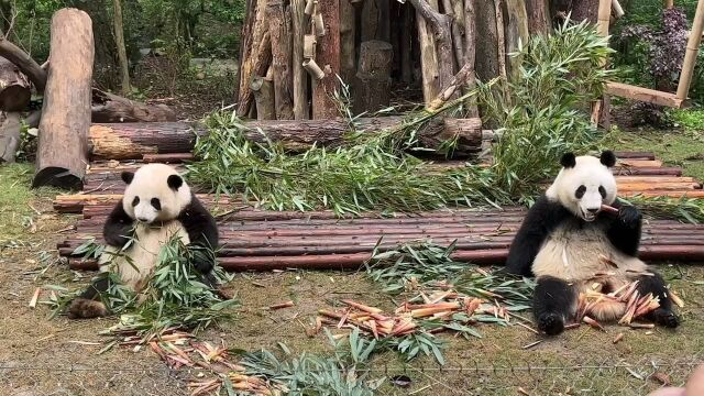 听说花花没达到毕业要求要留级