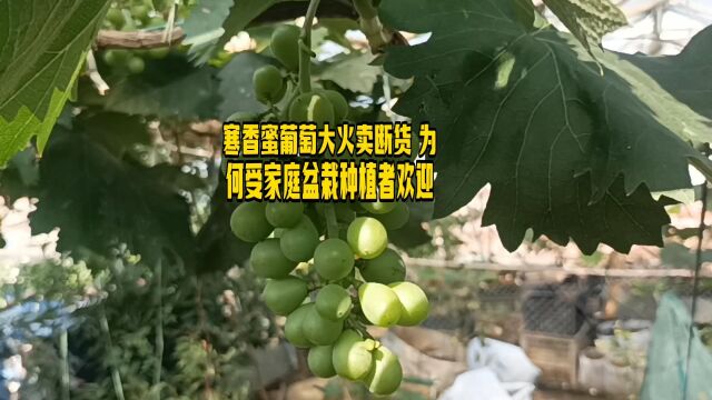 寒香蜜葡萄苗大火卖断货 为何受家庭盆栽种植者欢迎