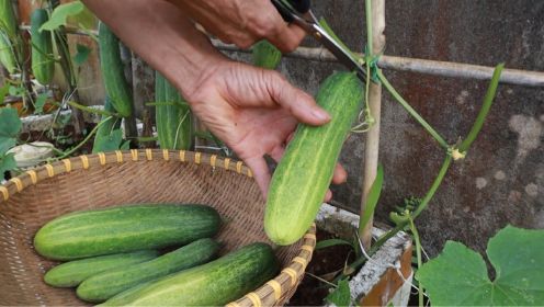 在家如何种黄瓜，分享简单快速的方法，太赞了