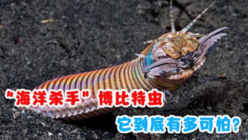 “海洋杀手”博比特虫，体长可达3米，它到底有多可怕？