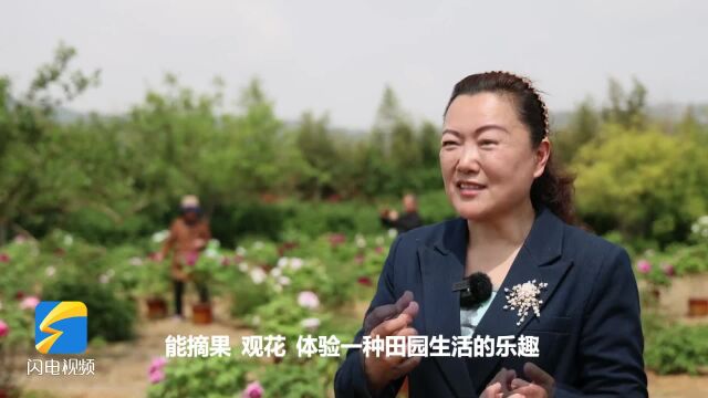 “花果经济”开启致富“金钥匙”,滕州龙阳镇点亮乡村旅游