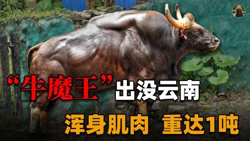 云南野生“牛魔王”闯进农户牛圈，体重1吨，专家：千万不能打？