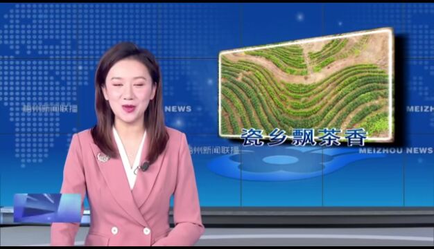 大埔光德:荒山变“金山”瓷乡飘茶香