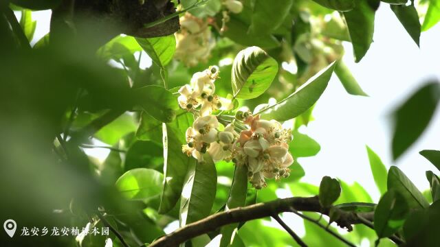 芳菲四月,“柚”见花开柚子花开龙安柚