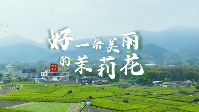 专题片《好一朵美丽的茉莉花》|横州茉莉(武汉传媒学院2023届优秀作品)