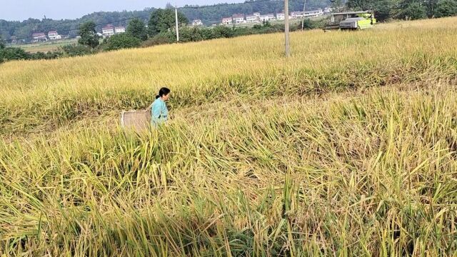 10月24日稻谷再次迎来大涨价,看涨了多少钱一斤?农民激动坏了!