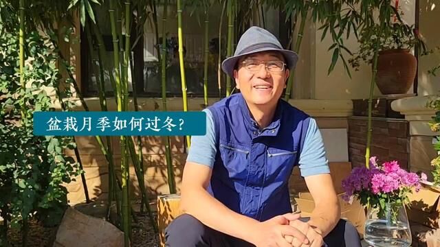 盆栽月季如何过冬?#月季#盆栽月季#如何过冬#橘子陈