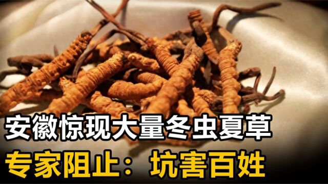 安徽挖出大量冬虫夏草,村民挖草日赚斗金,专家:这不能挖!