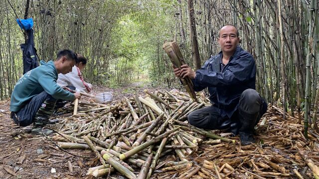 花80元找到的竹林,刚进竹林就发现笋窝,10人完成老板1000斤订单