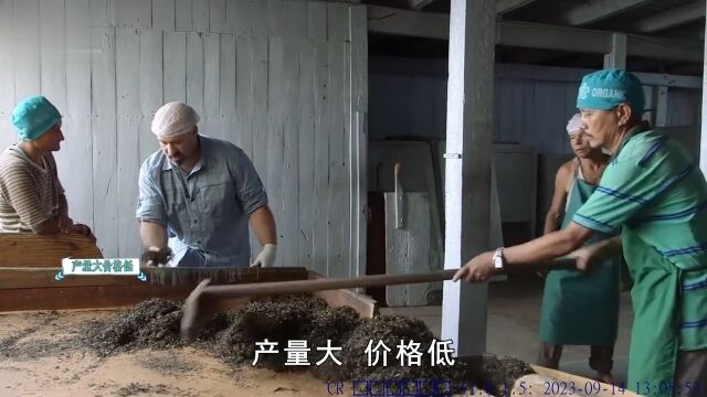 为何中国要花2个亿,从印度进口茶叶?难道印度茶比中国茶更好?科普知识生活茶茶文化 1