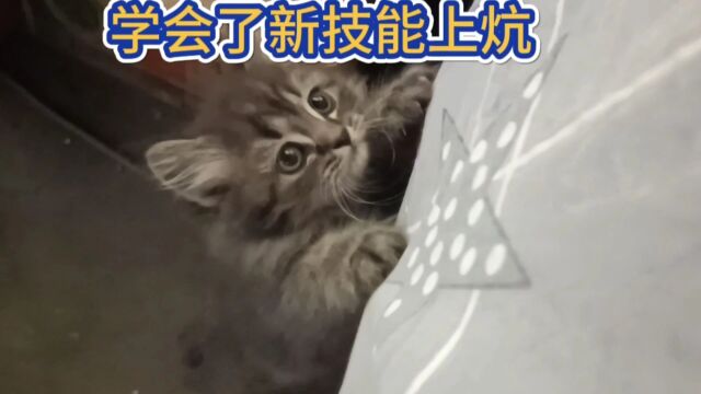 小猫诠释了坚持不懈,有志者事竟成