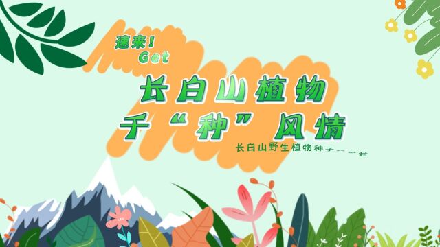 长白山植物千“种”风情|东北红豆杉